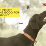 Are Insect Proteins Good for Dogs? Exploring the Benefits and Drawbacks